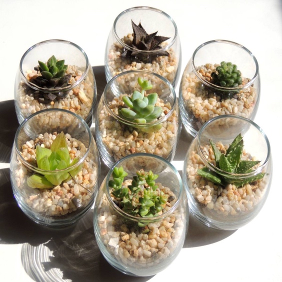mini-terrarios-cristal-cactus-miniatura-plantas-suculentas-D_NQ_NP_177811-MLM20636089021_032016-F-2